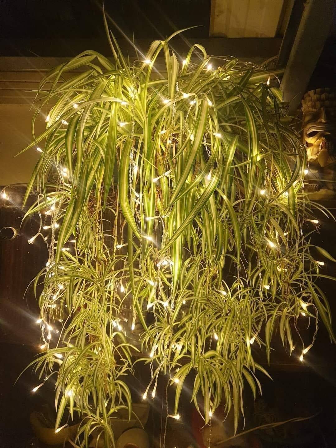 The Easiest Way To Multiply Your Spider Plants In Water - 43