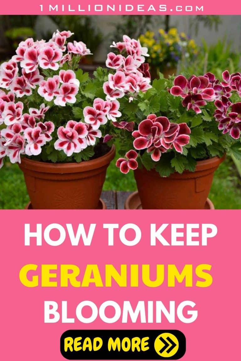 5 Simple Secrets To Keep Geraniums Flowering From Spring To Fall