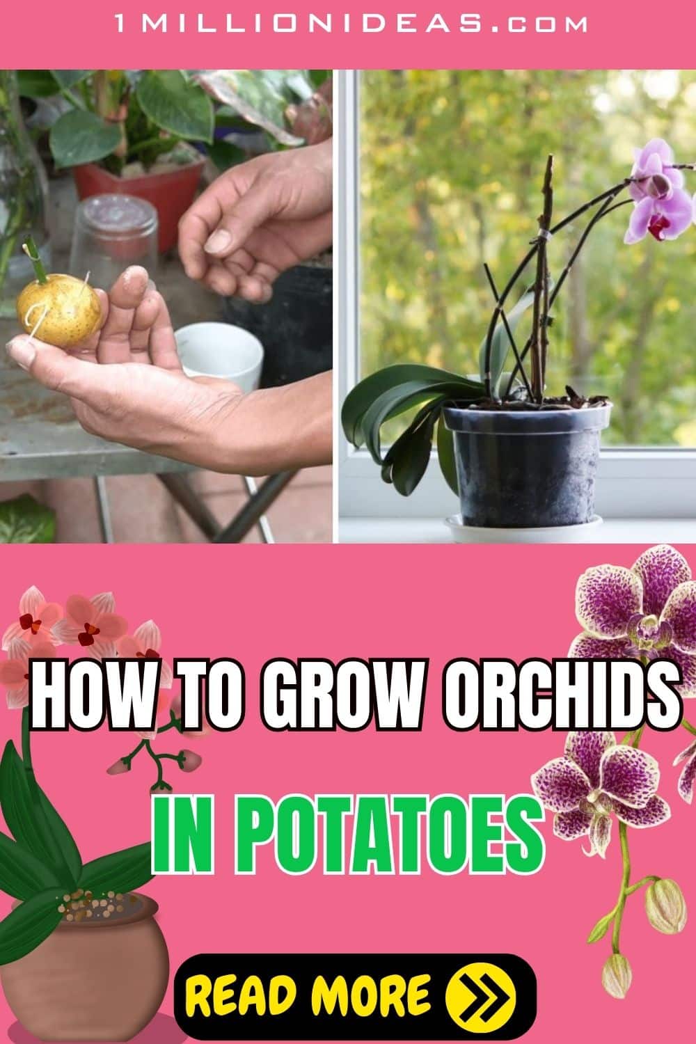 How To Grow Orchids In Potatoes With Minimal Effort - 35