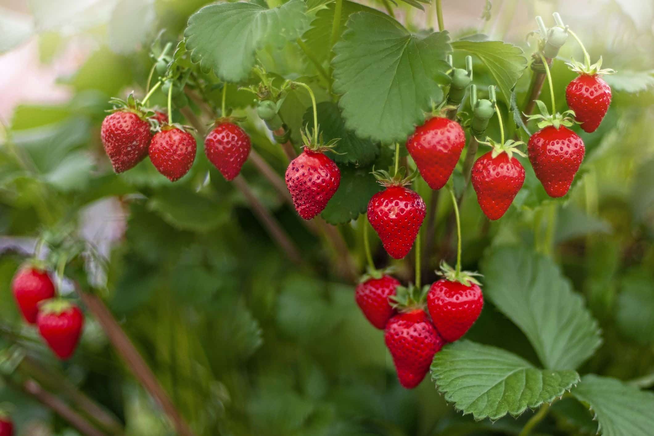 17 Fruits You Can Easily Grow At Home And Enjoy Fresh Produce - 121