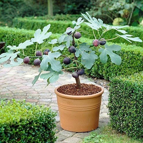 17 Fruits You Can Easily Grow At Home And Enjoy Fresh Produce - 125