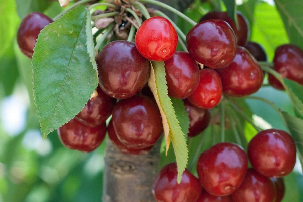17 Fruits You Can Easily Grow At Home And Enjoy Fresh Produce - 129
