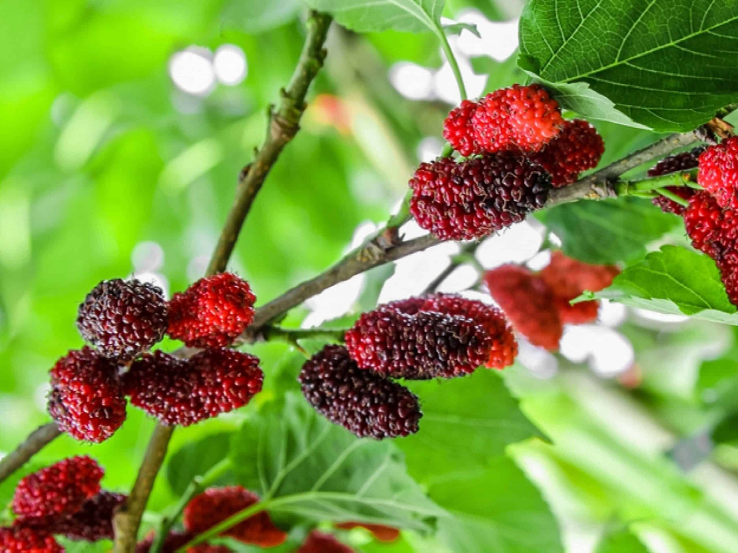 17 Fruits You Can Easily Grow At Home And Enjoy Fresh Produce - 141