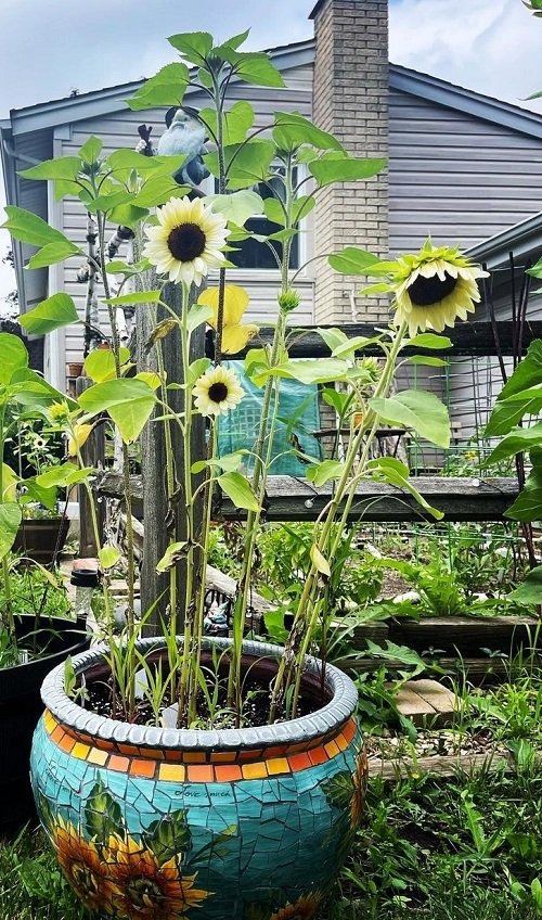 Everything You Need To Know About Growing White Sunflowers - 37