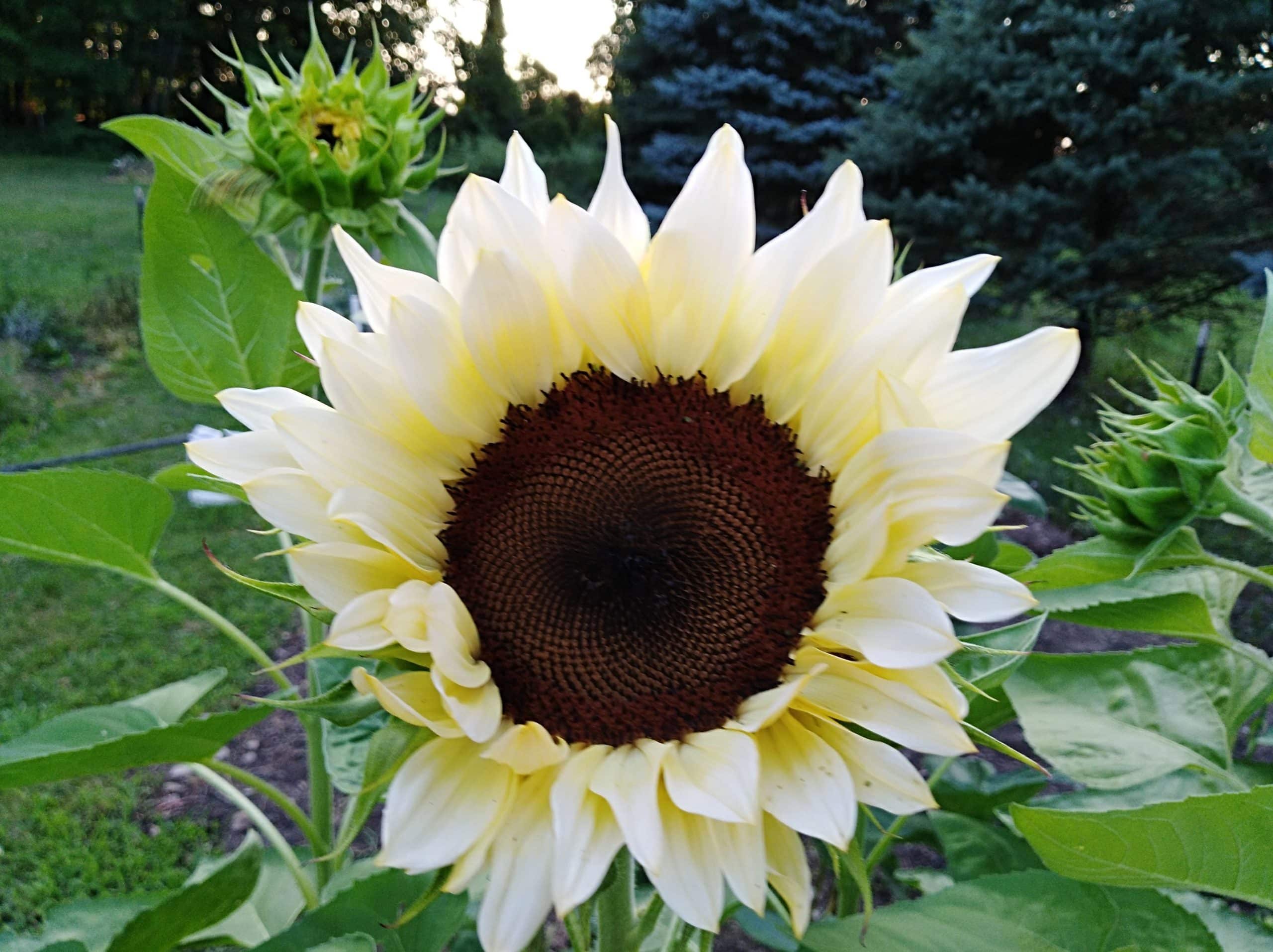 Everything You Need To Know About Growing White Sunflowers - 43