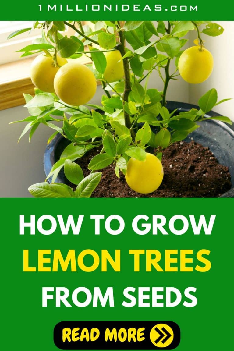 5 Steps To Grow A Lemon Seed Into A Fruitful Tree