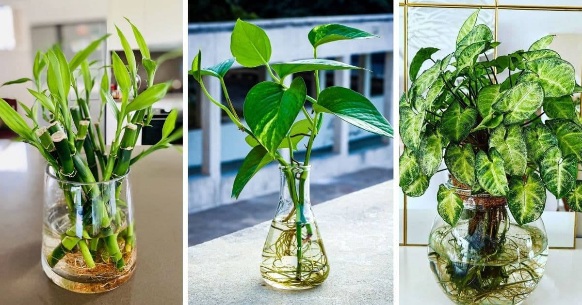 Best 25 Houseplants You Can Propagate In Water Vases