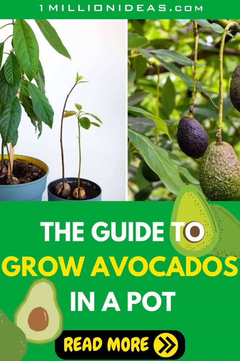 The Guide To Grow Avocados In A Pot Easily And Successfully