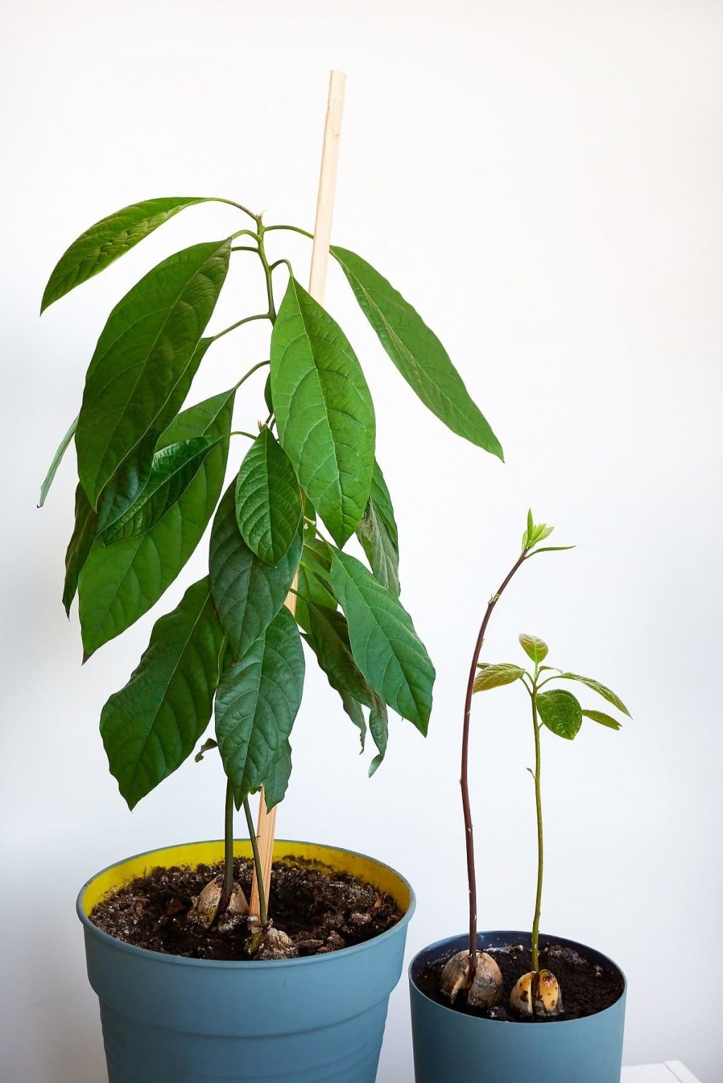 The Guide To Grow Avocados In A Pot Easily And Successfully