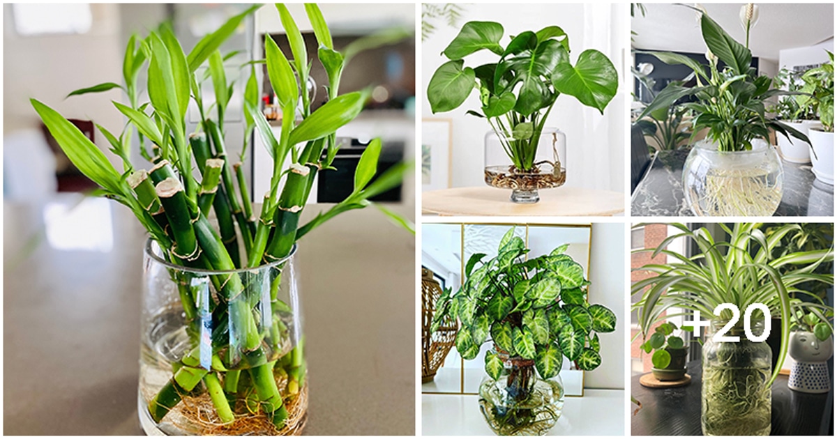 10 Best Indoor Plants To Grow In Water