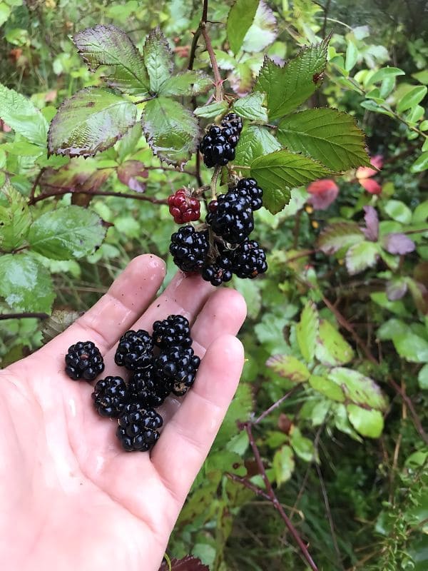 Blackberries Are Nutritional Powerhouse