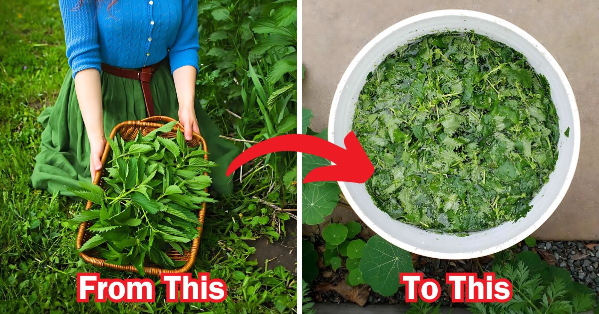 How to Make and Use Nettle Fertilizer for a Thriving Garden