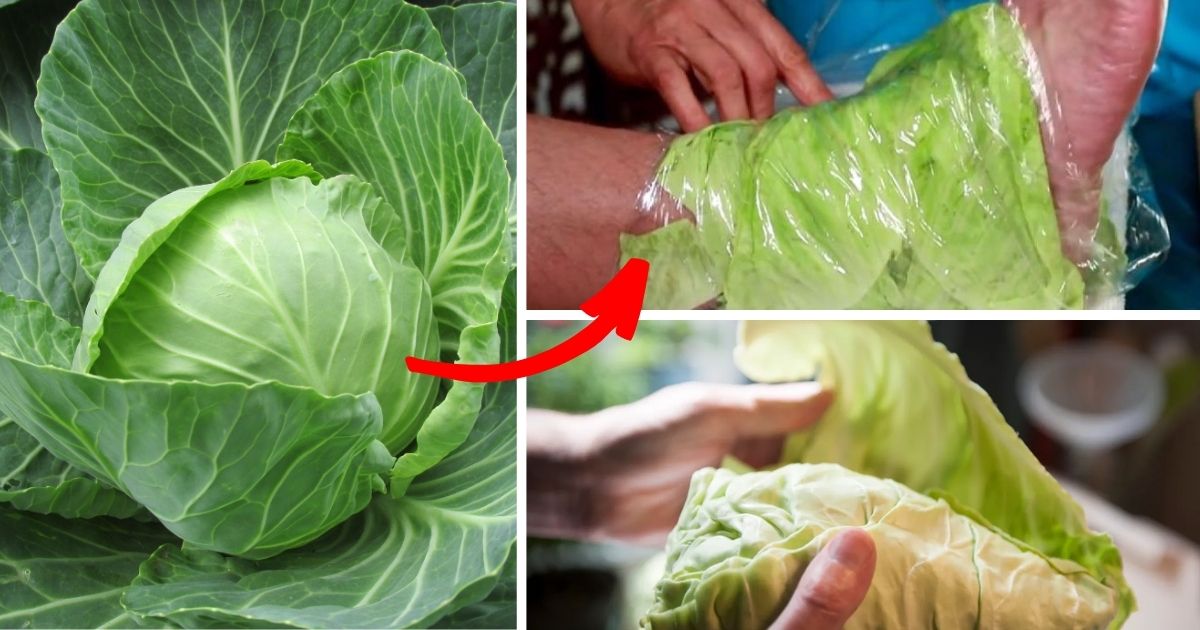 Can Cabbage Wraps Really Help Swollen Joints and Thyroid Issues? Here’s ...