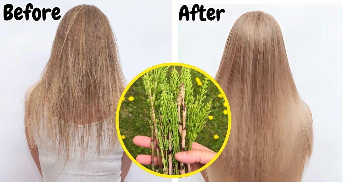 Top 8 Health Benefits of Horsetail for Strong Bones, Hair, and Skin