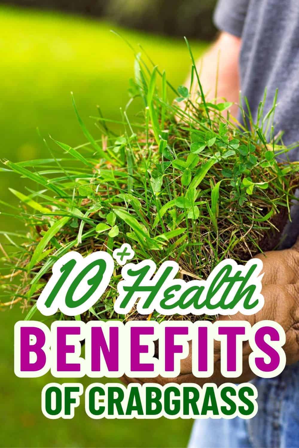 10+ Surprising Health Benefits of Crabgrass and How to Use It Effectively