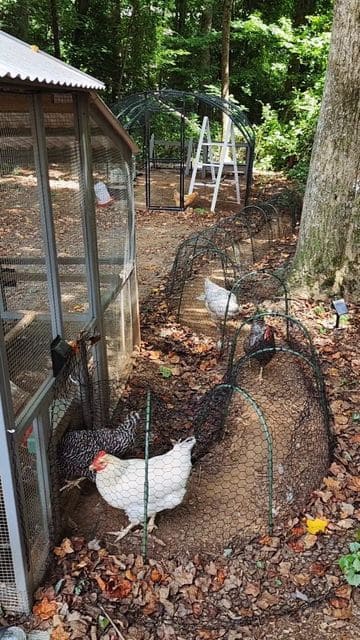 Efficient Tunnel Chicken Run System Design