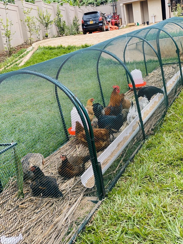 Portable Arched Chicken Coop with Secure Netting