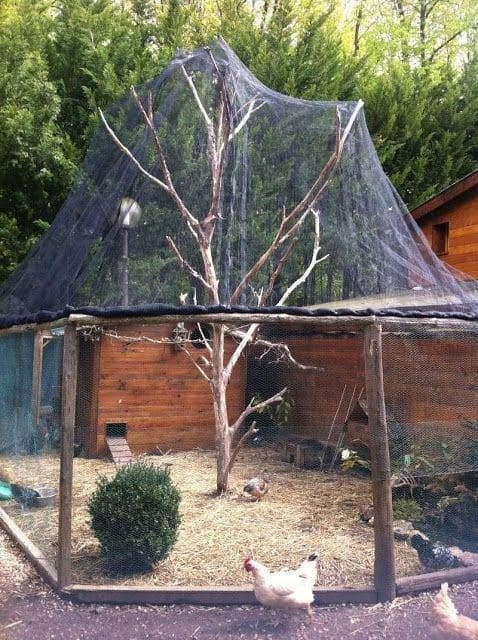 Spacious Net-Covered Chicken Coop with Natural Perch