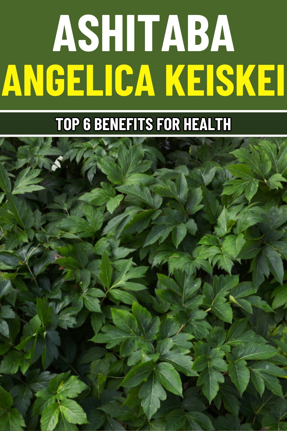 ashitaba-the-miracle-herb-that-can-transform-your-health-overnight