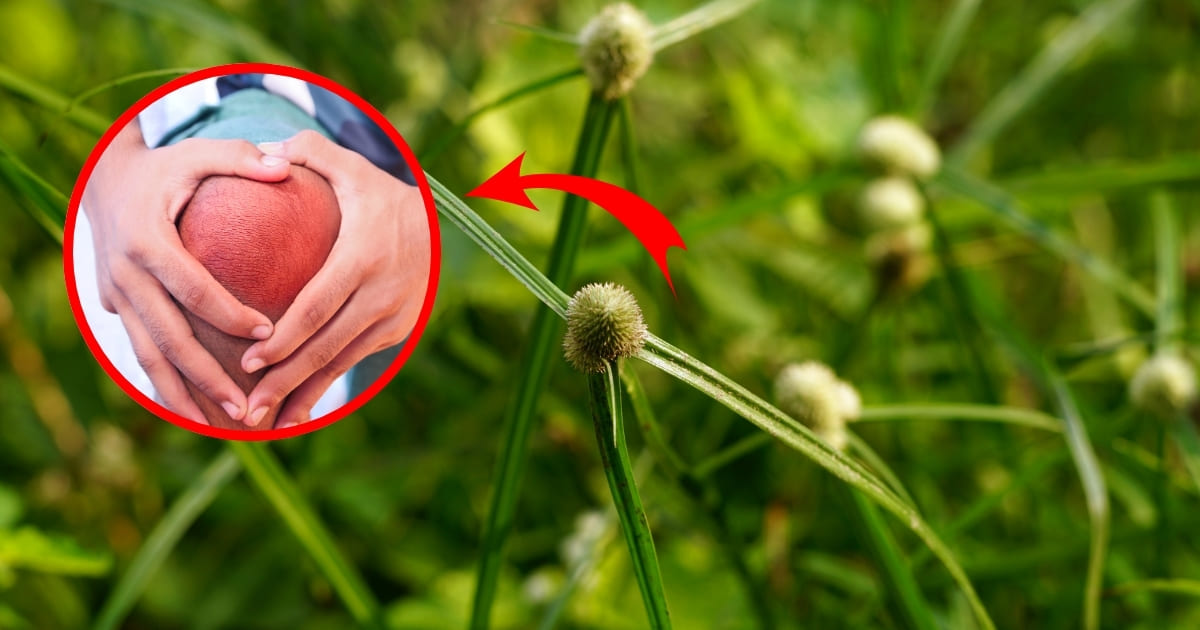 Why You Shouldn’t Ignore Kyllinga Brevifolia Your Body Will Thank You