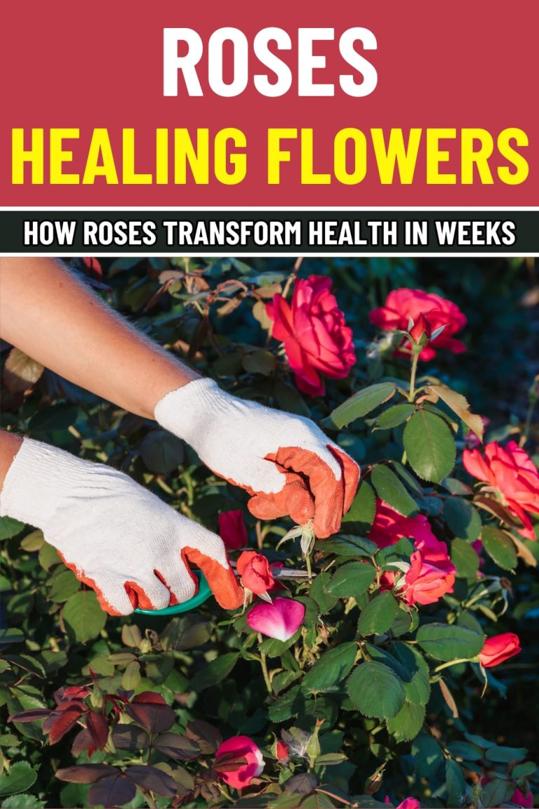 From Skin Glow to Stress Relief: 9 Incredible Reasons to Use Roses ...