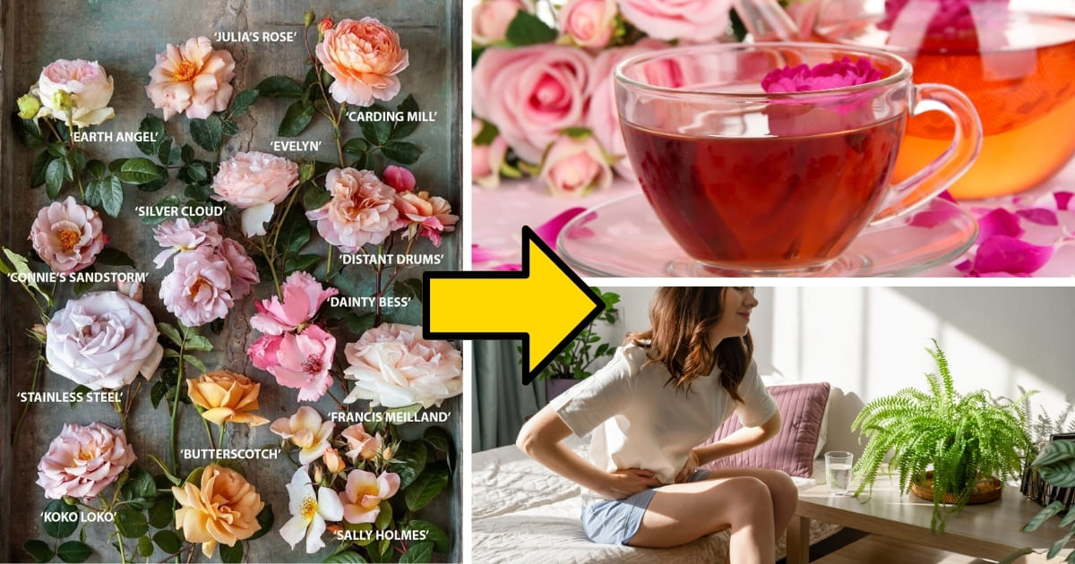 From Skin Glow to Stress Relief: 9 Incredible Reasons to Use Roses ...