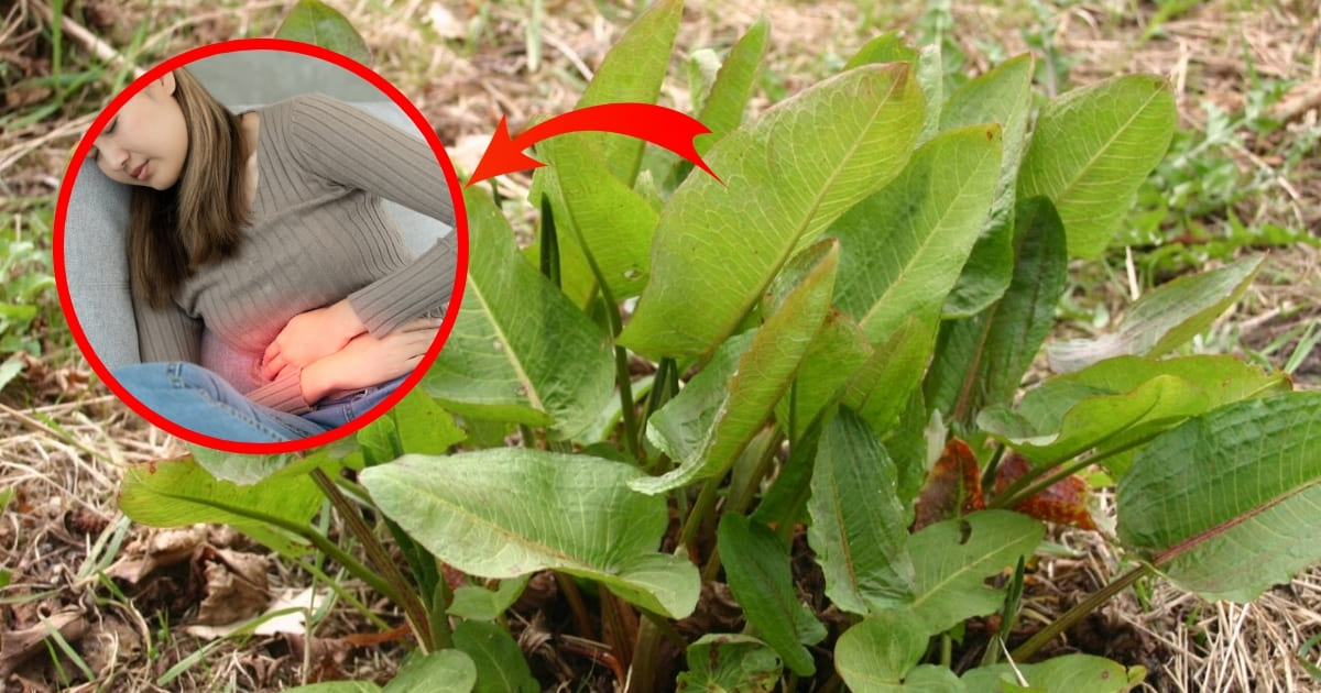Broadleaf Dock (Rumex obtusifolius): The Wild Green with Powerful ...