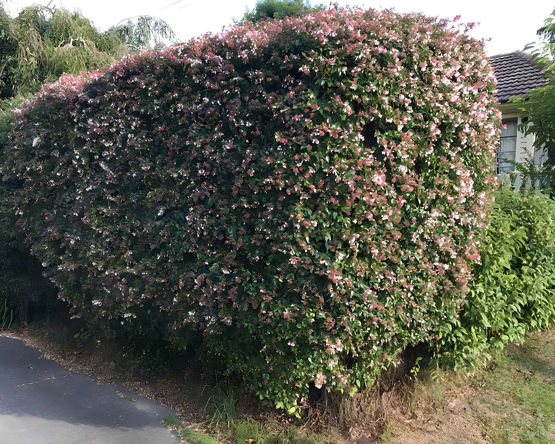 Abelia