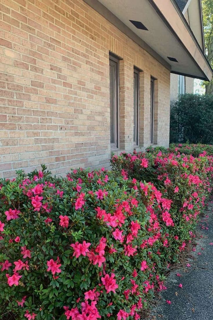 Azalea