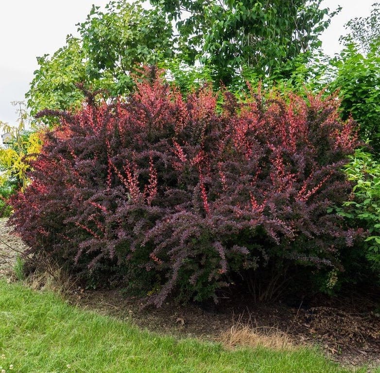Barberry