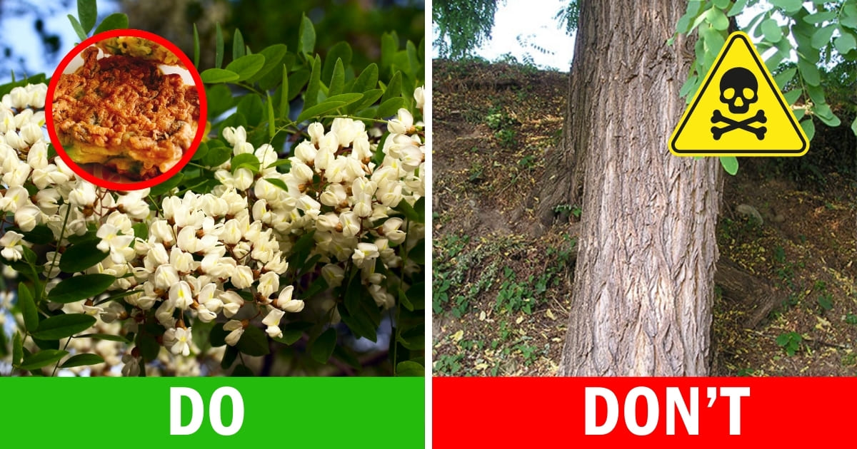 Uncover the Hidden Delights of Black Locust: Health Benefits, Childhood ...