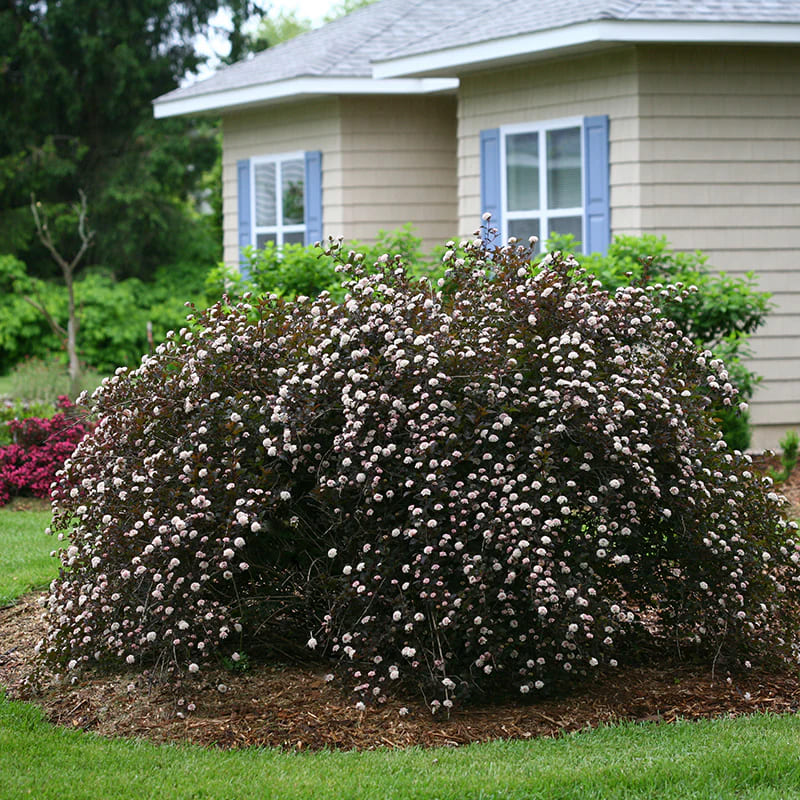 Ninebark