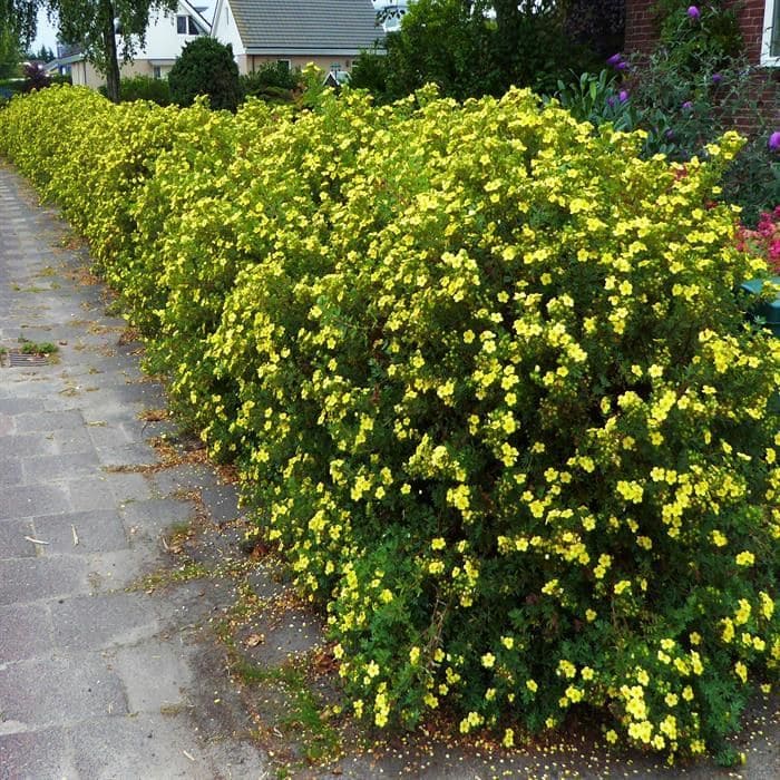 Potentilla