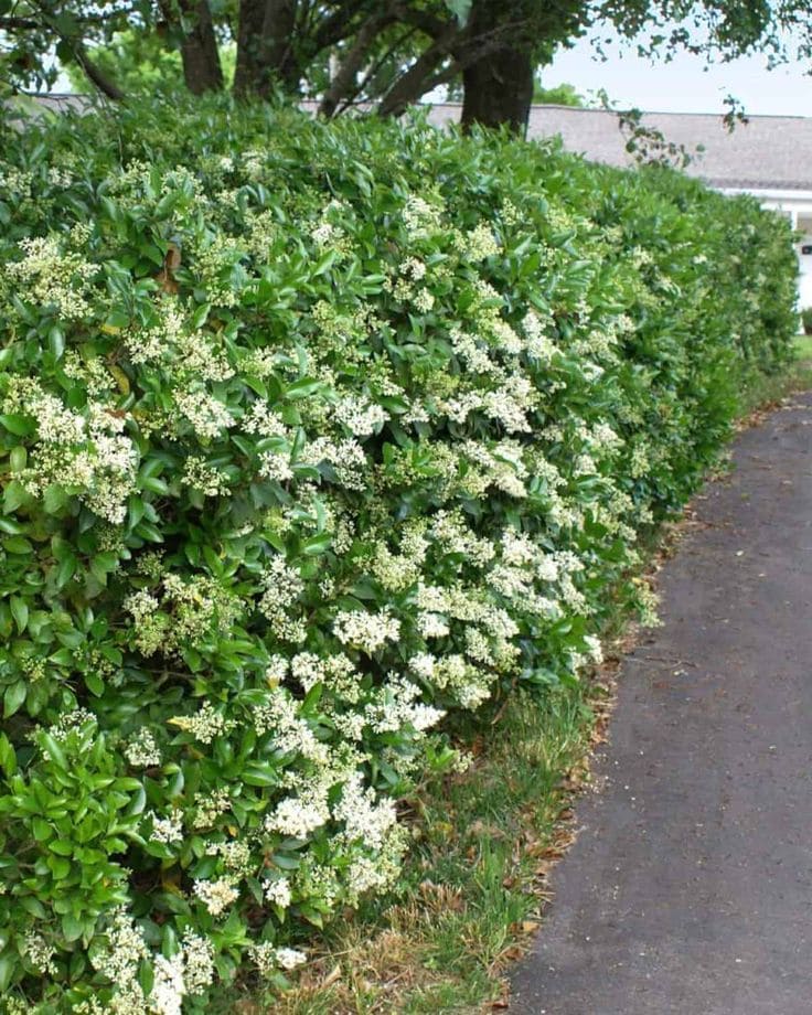 Privet