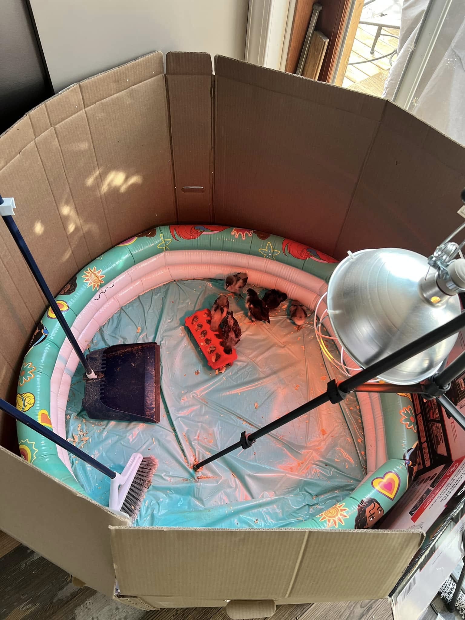 Cardboard and Kiddie Pool Brooder