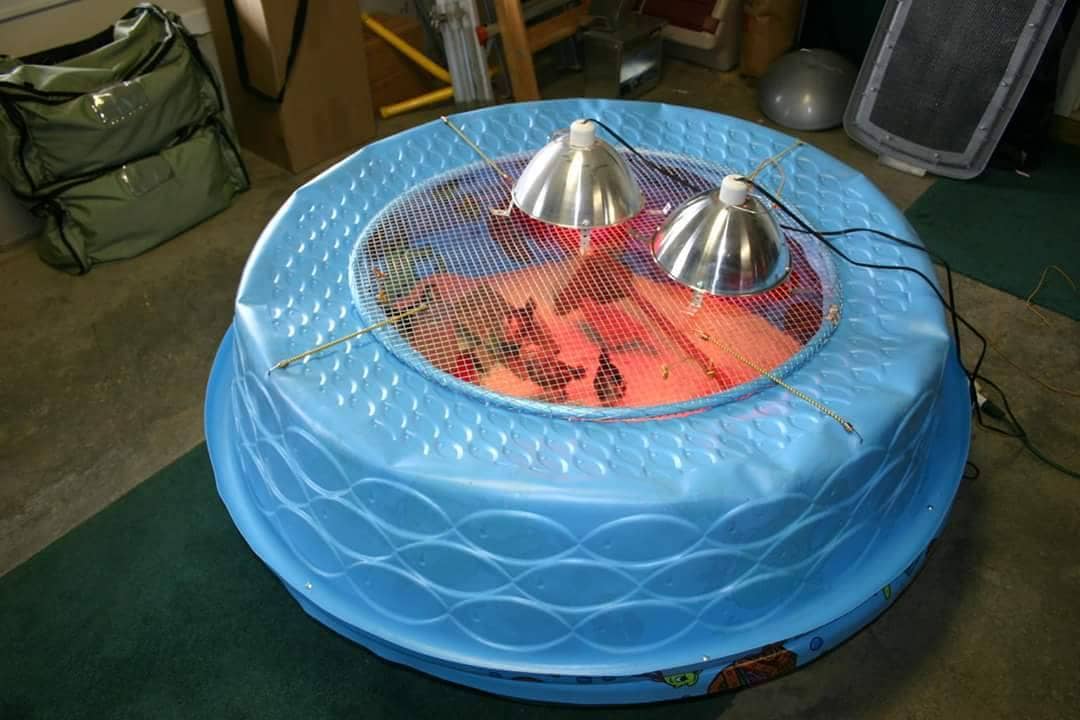 Covered Kiddie Pool Brooder