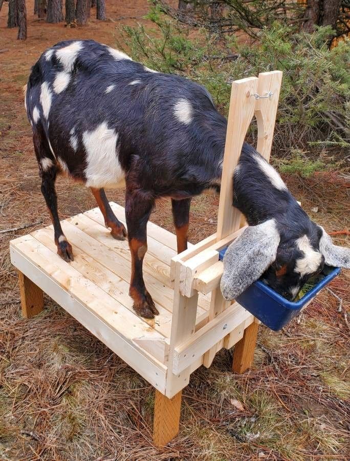 DIY Goat Milking Stand Feeder