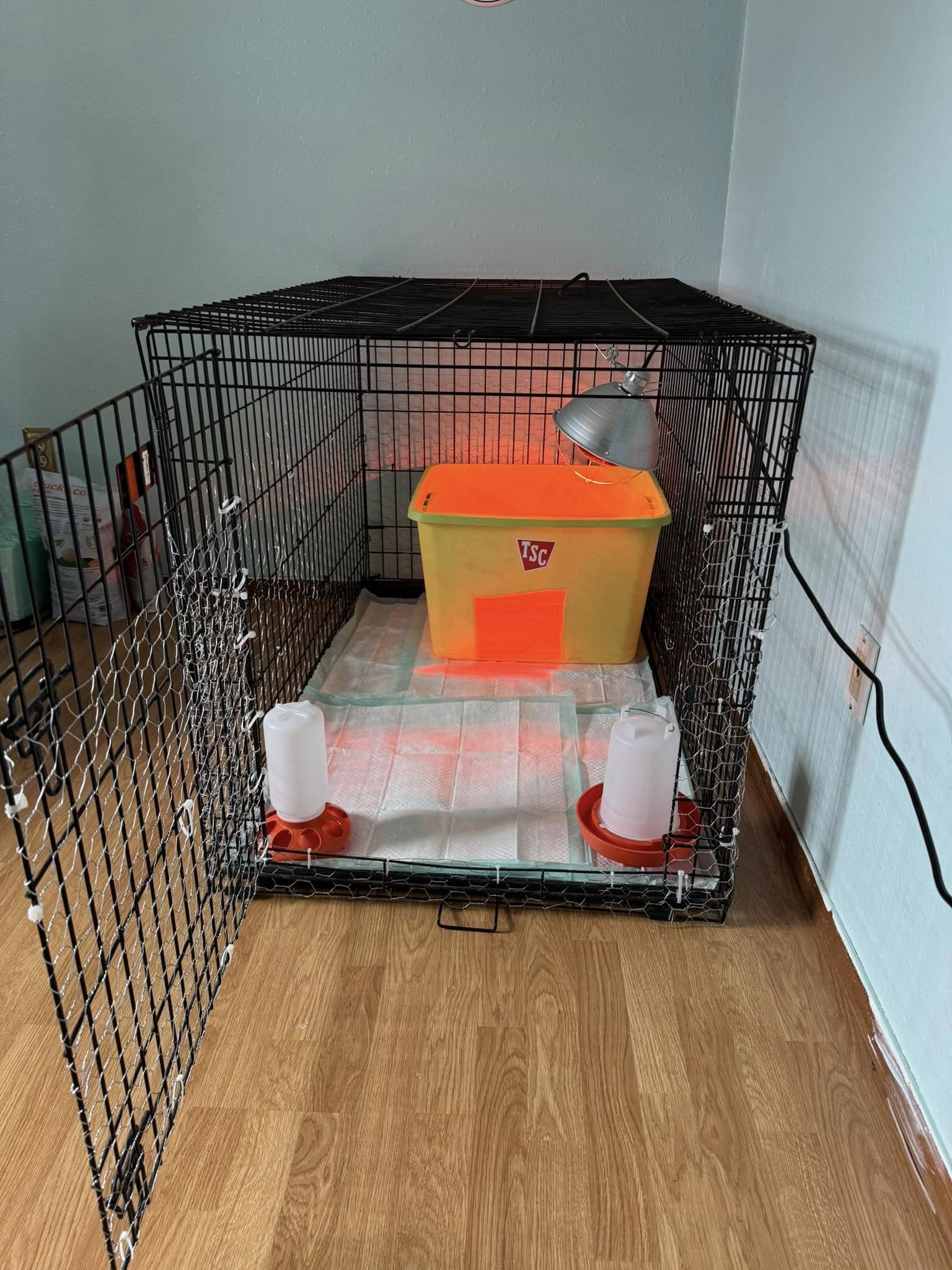 Dog Crate Chick Brooder Setup