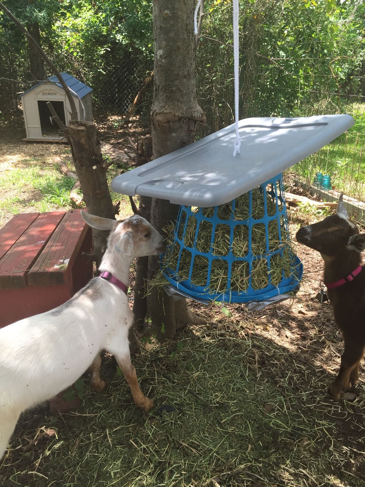Hanging Basket Goat Hay Feeder