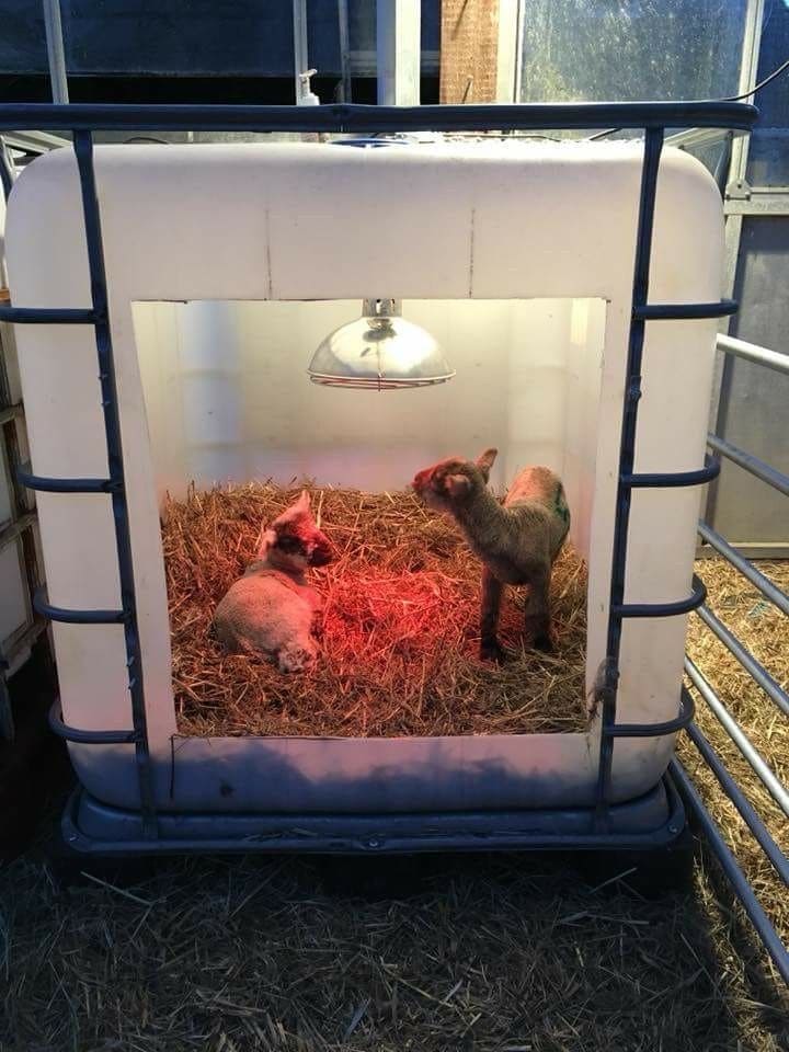 IBC Lamb Warming Pen