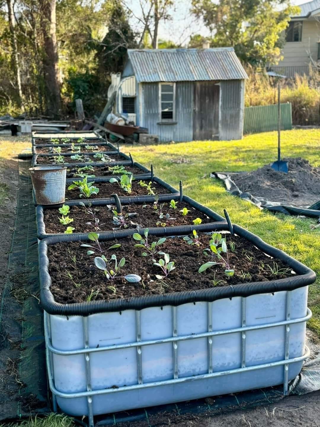 Productive IBC Tote Raised Beds