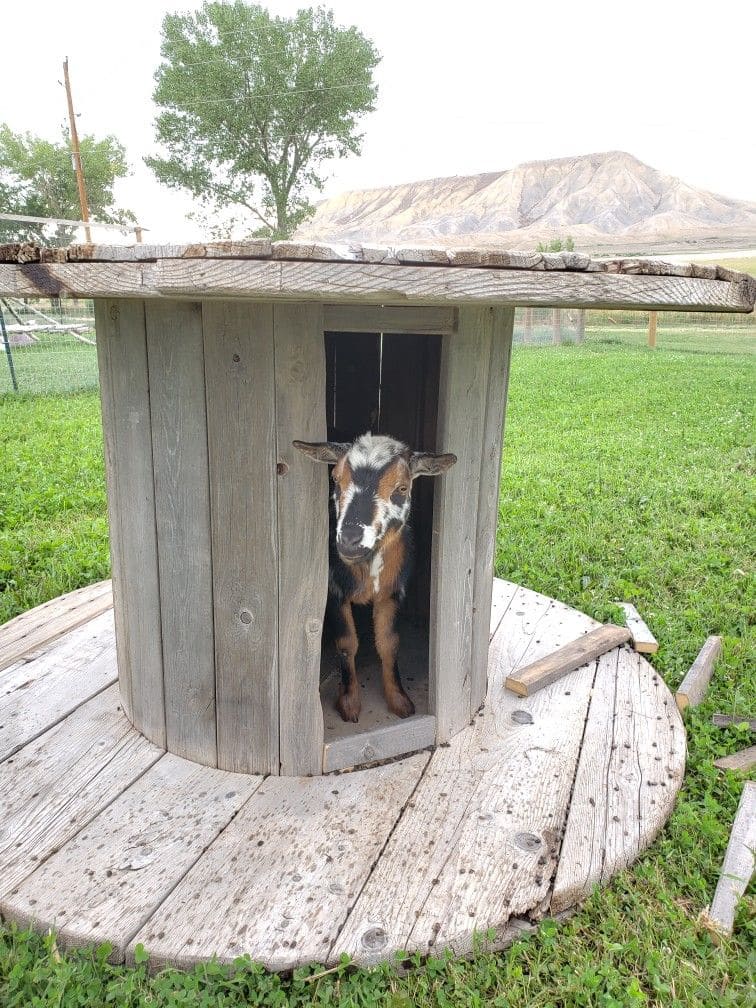 Repurposed Cable Spool Goat Shelter