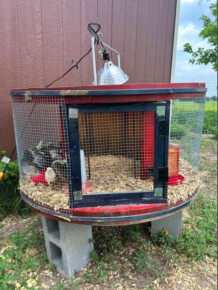 Round Table Chicken Brooder Setup