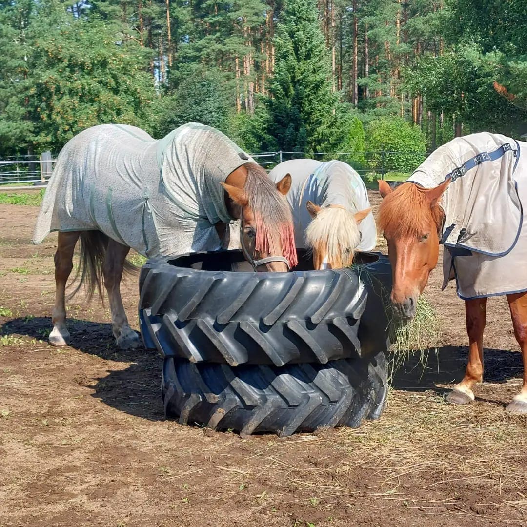 Tractor Tire Hay Feeder
