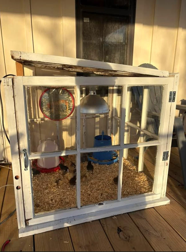 Vintage Window Chicken Brooder