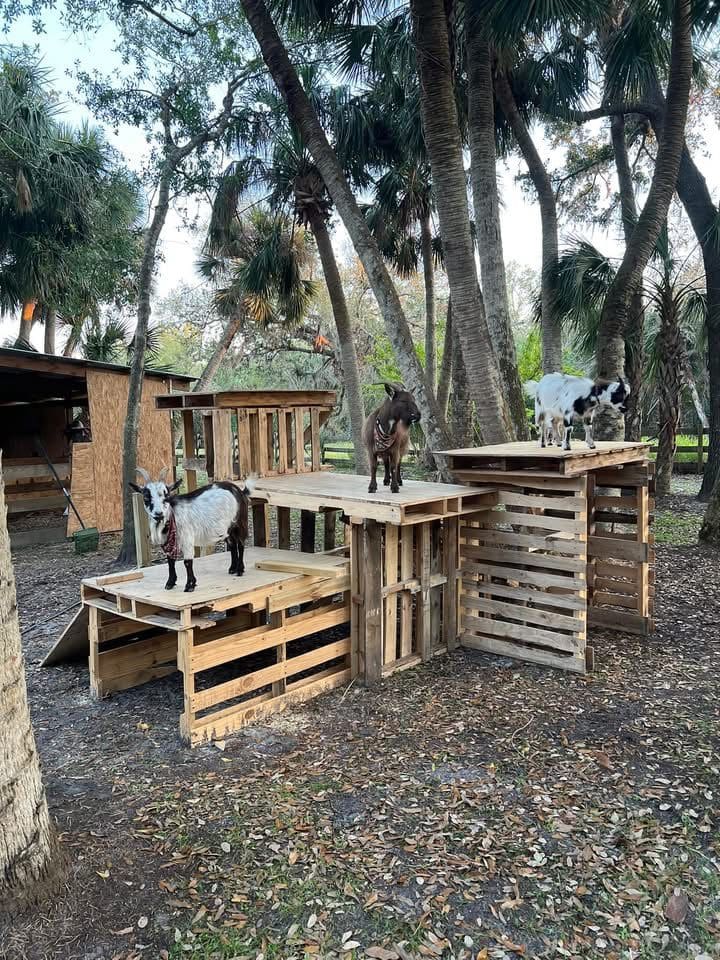 Wooden Pallet Goat Playground Shelter