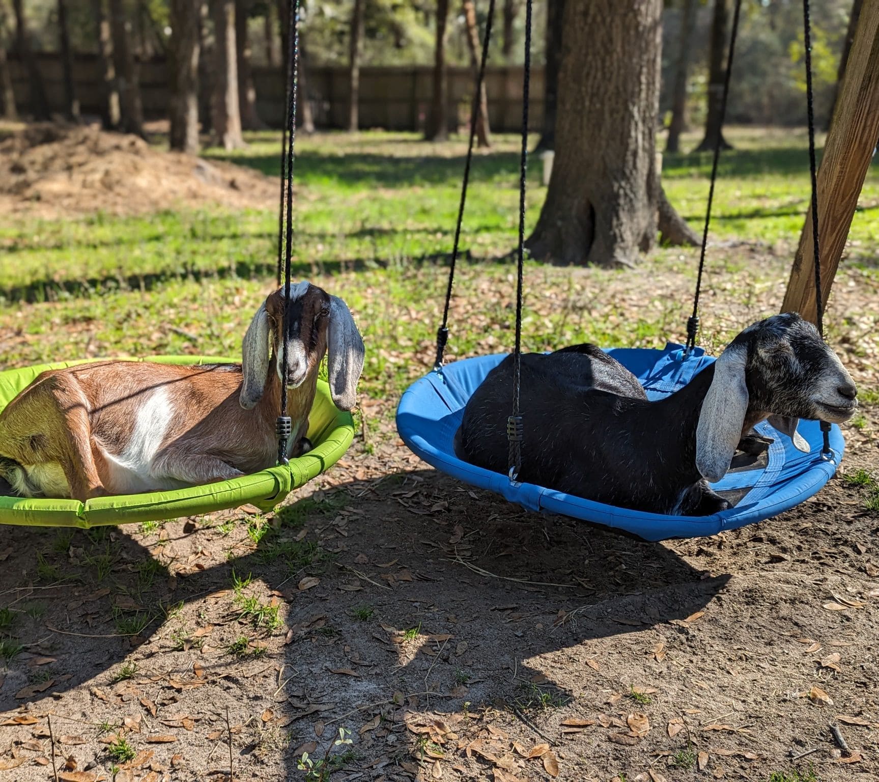 Cozy Hanging Goat Swings