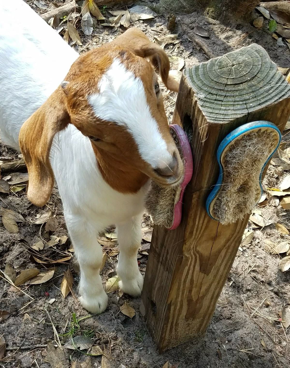 DIY Goat Scratching Post