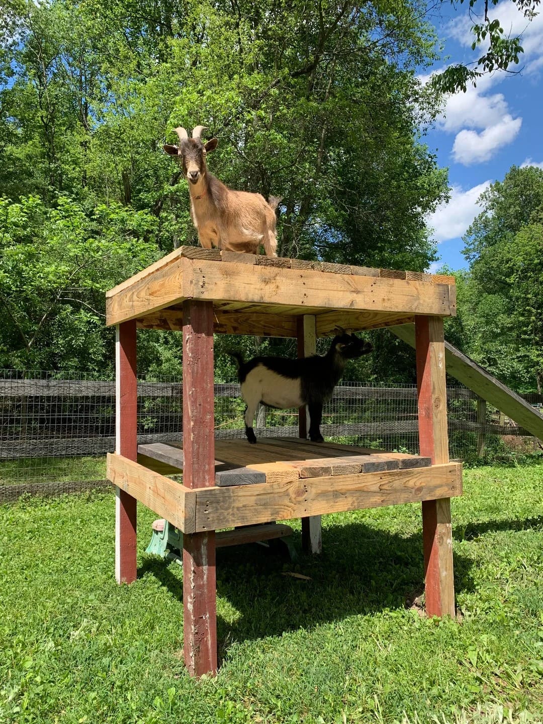 Elevated Two-Tier Goat Platform