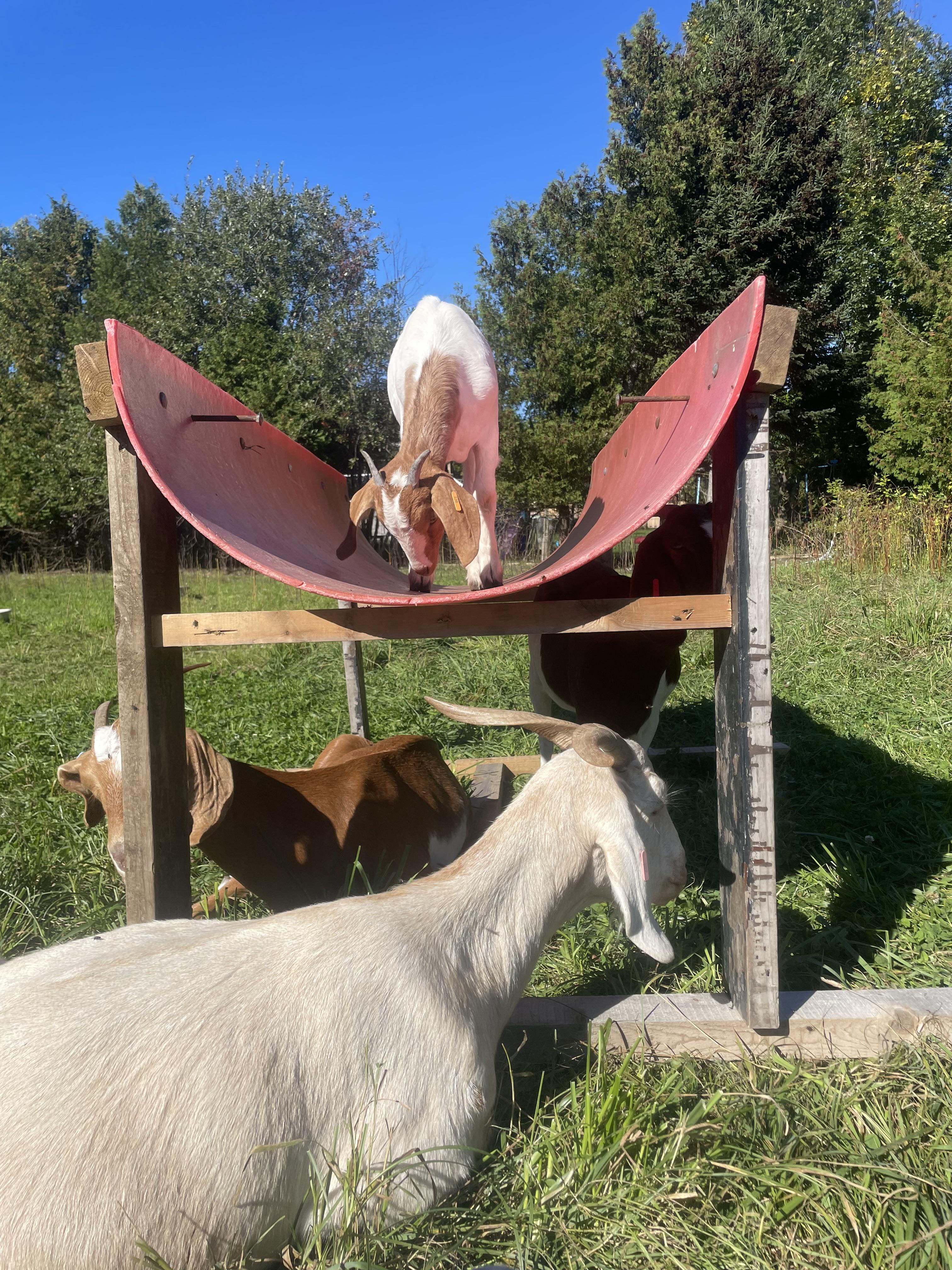 Goat Balance Beam Adventure